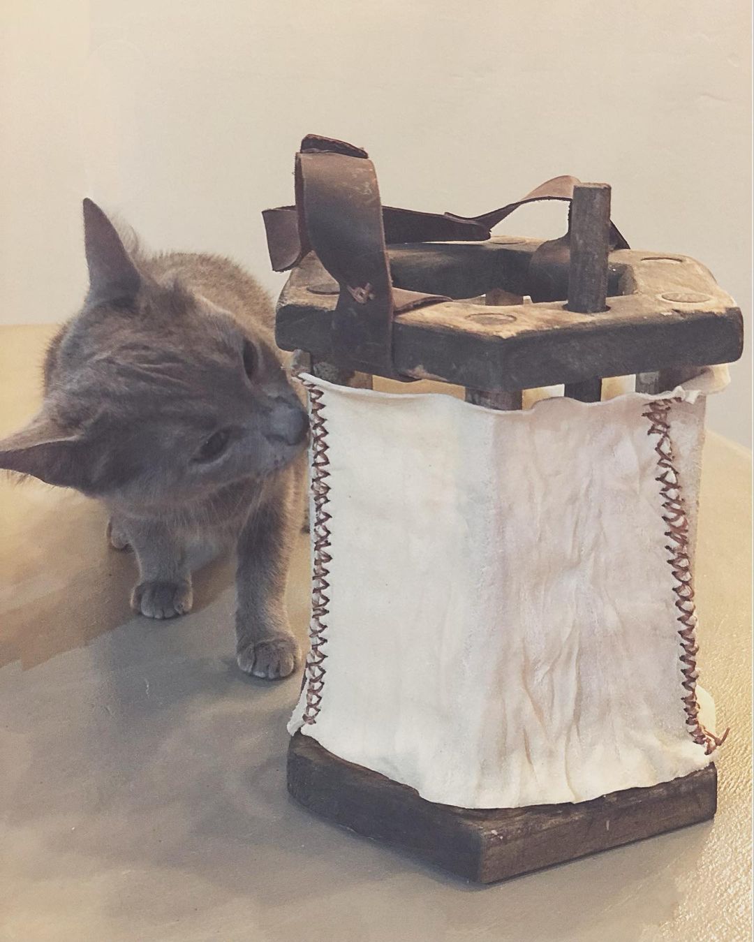 A cat with a viking lantern